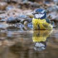 Blaumeise (Parus caeruleus) badend