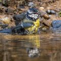 Blaumeise (Parus caeruleus) badend