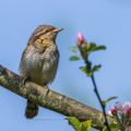 Wendehals (Jynx torquilla)