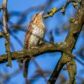 Wendehals (Jynx torquilla)
