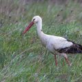 Weißstorch (Ciconia ciconia)