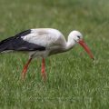 Weißstorch (Ciconia ciconia)