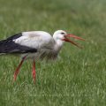 Weißstorch (Ciconia ciconia)