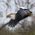 Weißstorch (Ciconia ciconia)