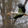 Weißstorch (Ciconia ciconia)
