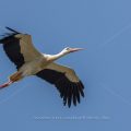 Weißstorch (Ciconia ciconia)