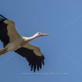 Weißstorch (Ciconia ciconia)