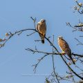 Turmfalke (Falco tinnunculus) Männchen und Weibchen