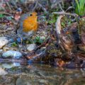 Rotkehlchen (Erithacus rubecula)