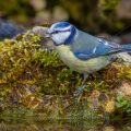 Blaumeise (Parus caeruleus) badend