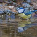 Blaumeise (Parus caeruleus) badend
