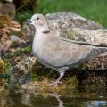 Türkentaube (Streptopelia decaocto)