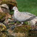 Türkentaube (Streptopelia decaocto)