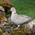 Türkentaube (Streptopelia decaocto)