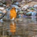 Rotkehlchen (Erithacus rubecula)