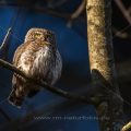 Sperlingskauz (Glaucidium passerinum)