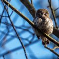 Sperlingskauz (Glaucidium passerinum)