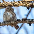 Sperlingskauz (Glaucidium passerinum)
