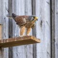 Turmfalke (Falco tinnunculus) Männchen