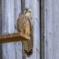 Turmfalke (Falco tinnunculus) Männchen