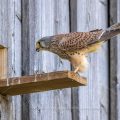 Turmfalke (Falco tinnunculus) Männchen