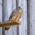 Turmfalke (Falco tinnunculus) Männchen