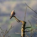 Turmfalke (Falco tinnunculus) Männchen