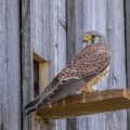 Turmfalke (Falco tinnunculus) Männchen