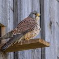 Turmfalke (Falco tinnunculus) Männchen