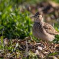 Feldlerche (Alauda arvensis)
