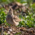 Feldlerche (Alauda arvensis)