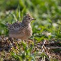 Feldlerche (Alauda arvensis)