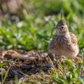 Feldlerche (Alauda arvensis)