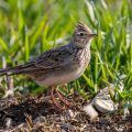 Feldlerche (Alauda arvensis)