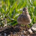 Feldlerche (Alauda arvensis)
