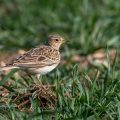 Feldlerche (Alauda arvensis)