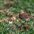 Feldlerche (Alauda arvensis)