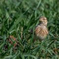 Feldlerche (Alauda arvensis)