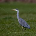 Graureiher (Ardea cinerea)