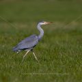 Graureiher (Ardea cinerea)