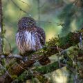 Sperlingskauz (Glaucidium passerinum)