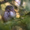 Sperlingskauz (Glaucidium passerinum)