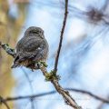 Sperlingskauz (Glaucidium passerinum)