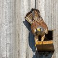 Turmfalke (Falco tinnunculus) Männchen