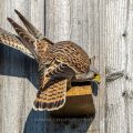 Turmfalken (Falco tinnunculus) am Nistkasten