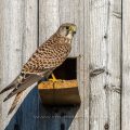 Turmfalke (Falco tinnunculus) Weibchen