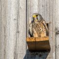 Turmfalke (Falco tinnunculus) Männchen