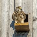 Turmfalke (Falco tinnunculus) Weibchen