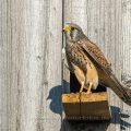 Turmfalke (Falco tinnunculus) Männchen