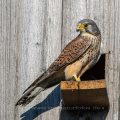 Turmfalke (Falco tinnunculus) Männchen